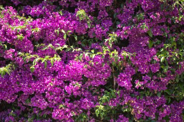 tasarımınız için çiçek kartpostal