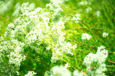 tasarımınız için çiçek kartpostal