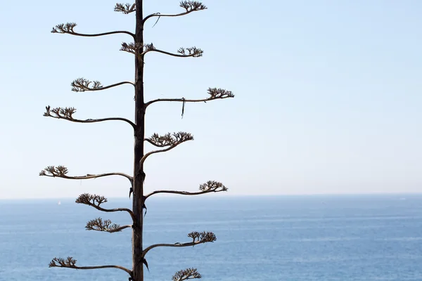 Árvore solitária no fundo do mar — Fotografia de Stock