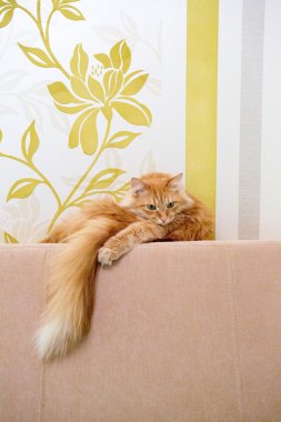 güzel kırmızı kedi