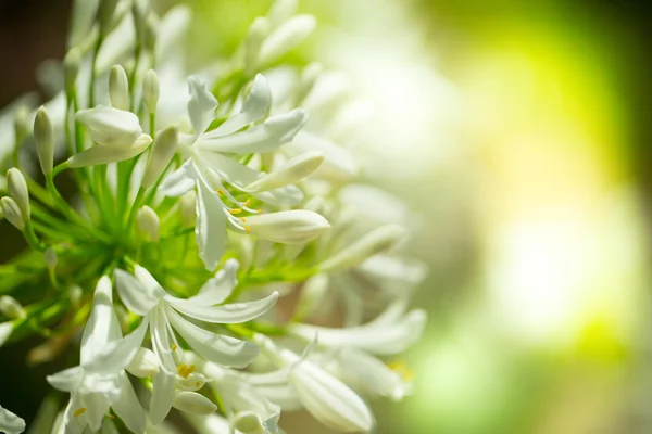 Blumenpostkarte für Ihr Design — Stockfoto