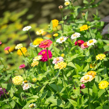 tasarımınız için çiçek kartpostal