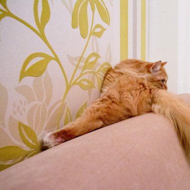 güzel kırmızı kedi