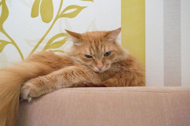 güzel kırmızı kedi