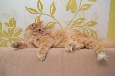 güzel kırmızı kedi