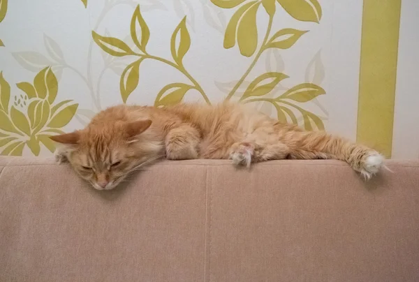 Hermoso gato rojo — Foto de Stock