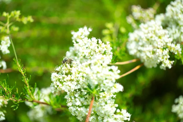 Blumenpostkarte für Ihr Design — Stockfoto