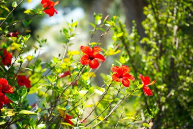 tasarımınız için çiçek kartpostal