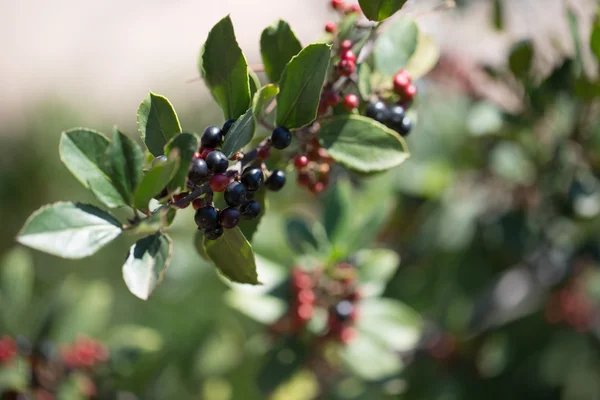 Bacche nere e rosse sul cespuglio — Foto Stock