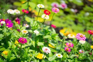 tasarımınız için çiçek kartpostal