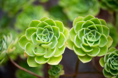 tasarımınız için çiçekler