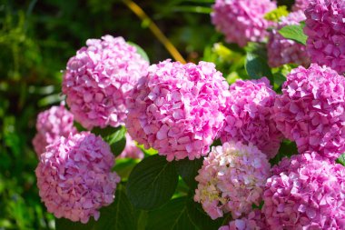 tasarımınız için çiçek kartpostal