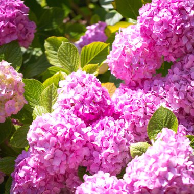 tasarımınız için çiçek kartpostal