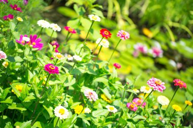 tasarımınız için çiçek kartpostal