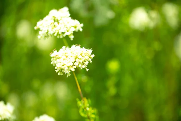 Tasarımınız için çiçek kartpostal — Stok fotoğraf