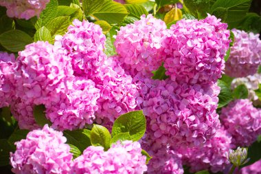 tasarımınız için çiçek kartpostal