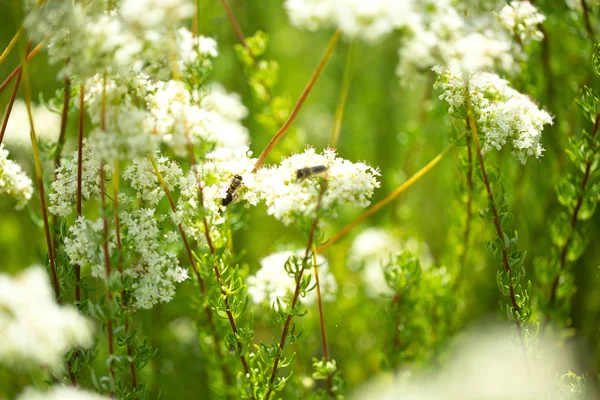 Blumenpostkarte für Ihr Design — Stockfoto