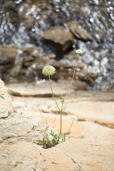 Flower growing out of the stone — Stock Photo, Image
