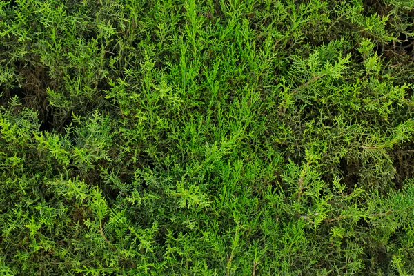 A fal zöld fű — Stock Fotó