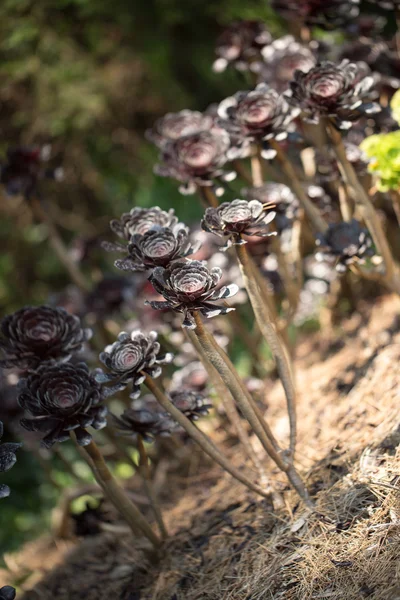 あなたのデザインのための花 — ストック写真