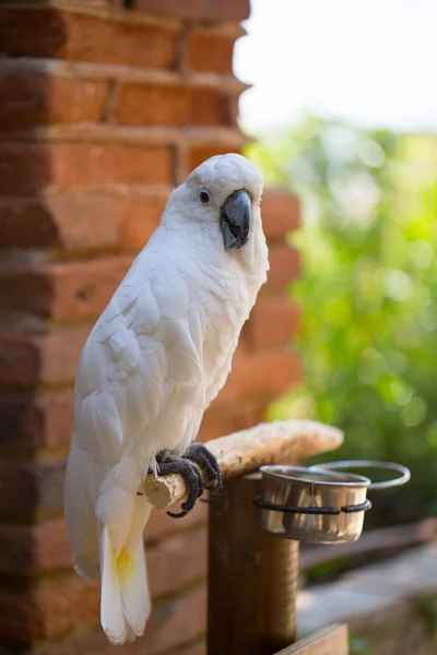 Large white parrot cockatoo — Stock Photo, Image