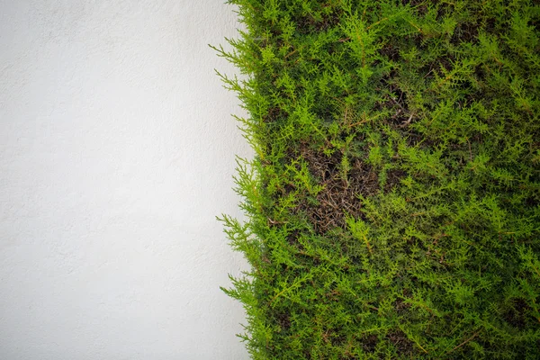 A fal zöld fű — Stock Fotó