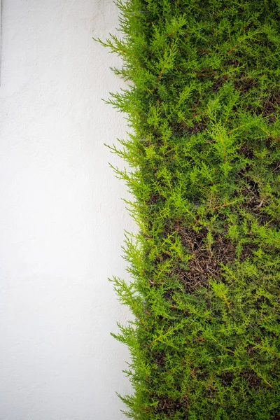 Τοίχο του πράσινο γρασίδι — Φωτογραφία Αρχείου
