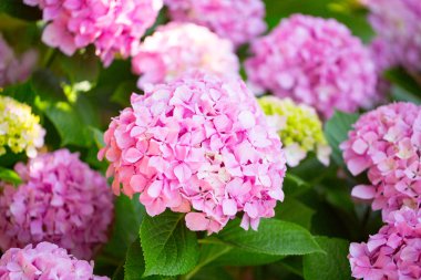 tasarımınız için çiçek kartpostal