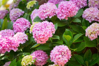 tasarımınız için çiçek kartpostal