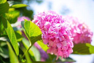 tasarımınız için çiçek kartpostal