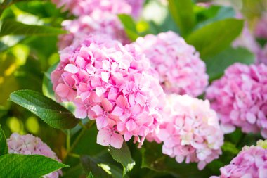 tasarımınız için çiçek kartpostal