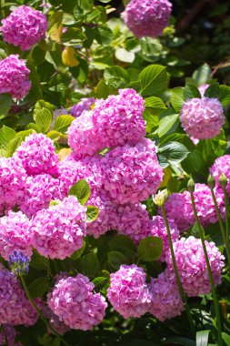 tasarımınız için çiçek kartpostal