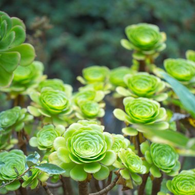 tasarımınız için çiçekler