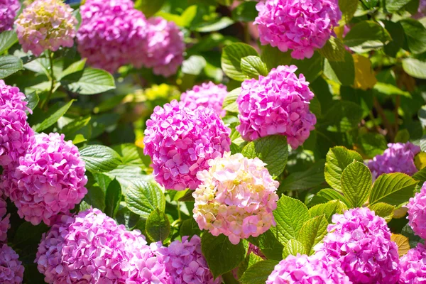 tasarımınız için çiçek kartpostal