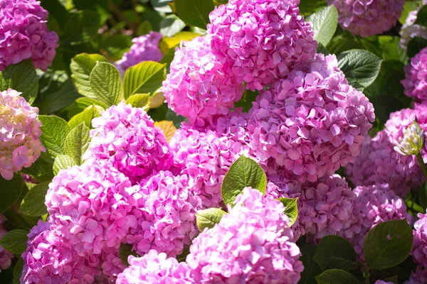 tasarımınız için çiçek kartpostal