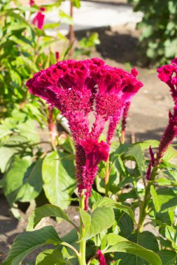 tasarımınız için çiçek kartpostal