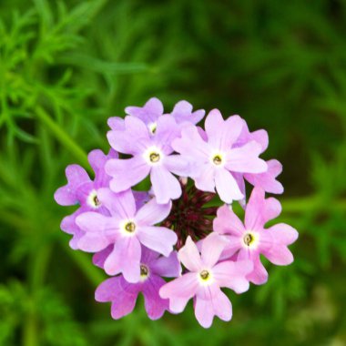 tasarımınız için çiçek kartpostal