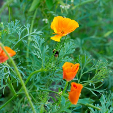 tasarımınız için çiçek kartpostal