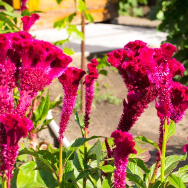 tasarımınız için çiçek kartpostal