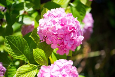 tasarımınız için çiçek kartpostal