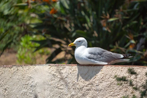 Hermosa gaviota —  Fotos de Stock