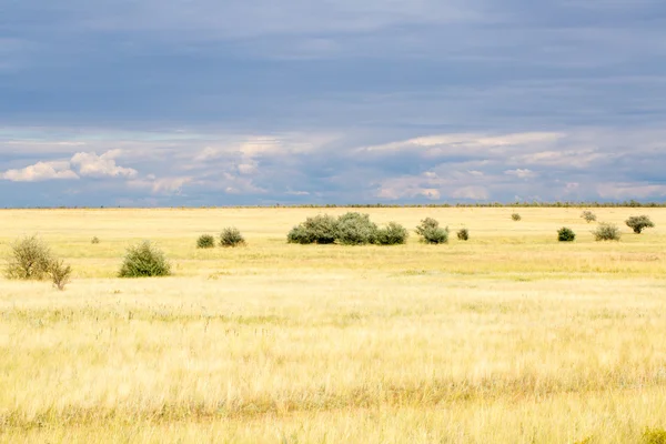Žlutá tráva v stepi a modré nebe — Stock fotografie