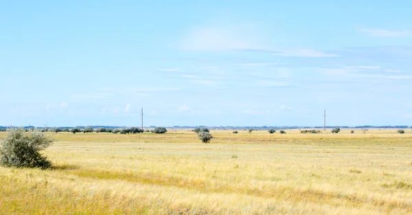草原と青空に黄色の草 — ストック写真