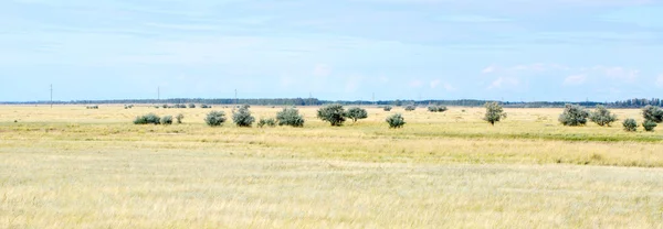 Hierba amarilla en la estepa y cielo azul —  Fotos de Stock