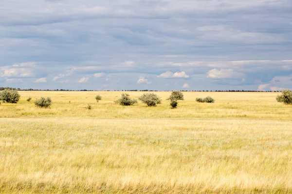 Žlutá tráva v stepi a modré nebe — Stock fotografie