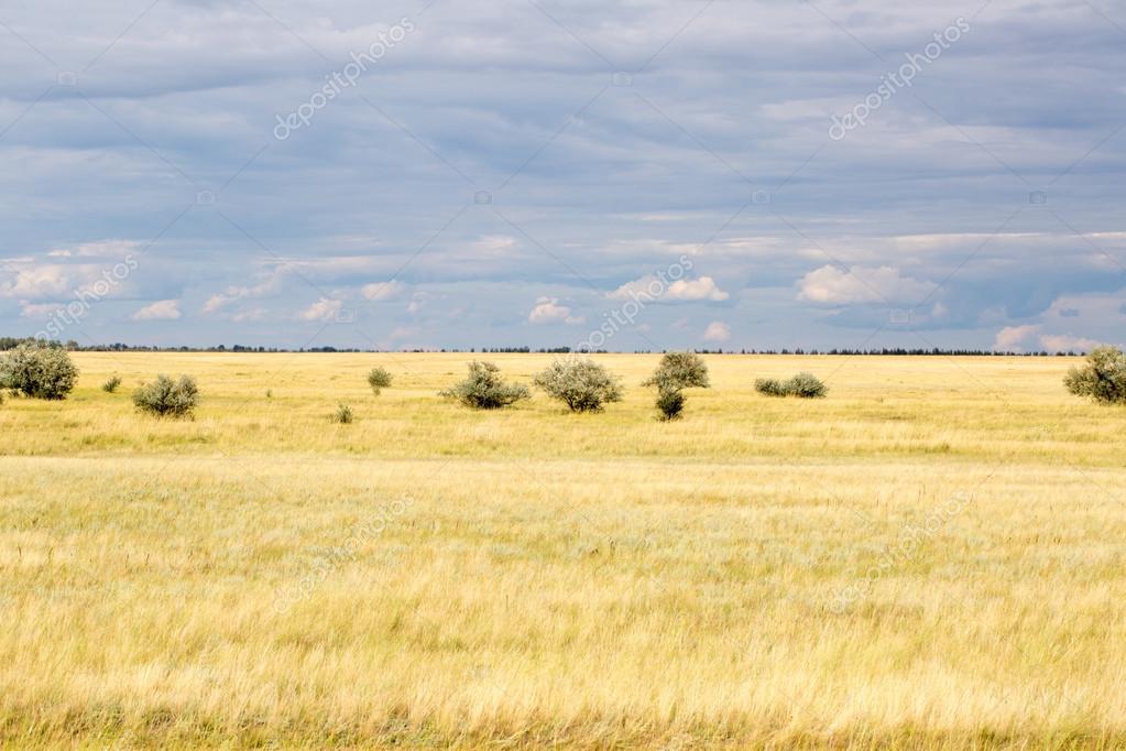 Yellow grass in the steppe and blue sky Stock Photo by ©frizzyfoto 83697276