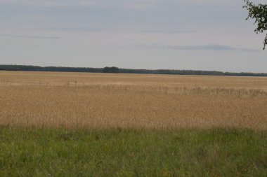 Bozkır ve mavi gökyüzünde sarı çim