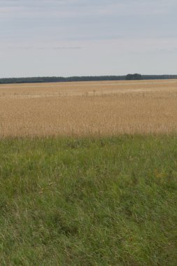 Bozkır ve mavi gökyüzünde sarı çim