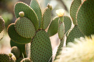 güzel çiçekli kaktüs