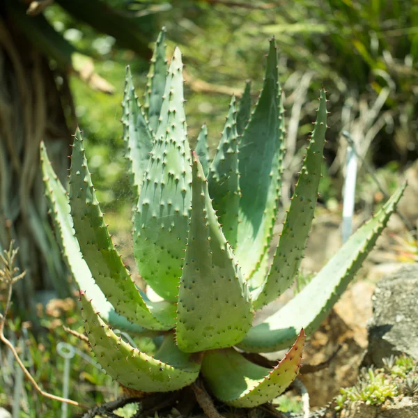 Beautiful cactus — Stock Photo, Image